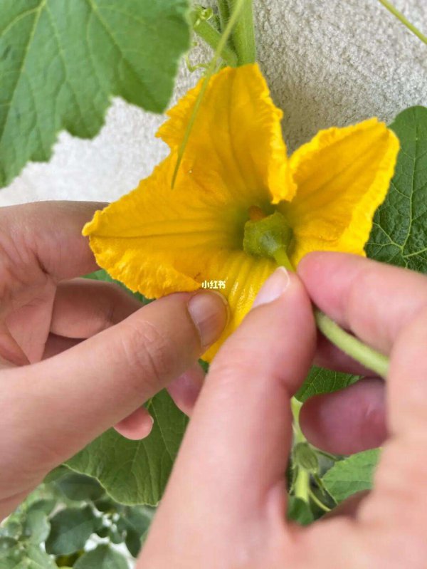 南瓜人工授粉的方法