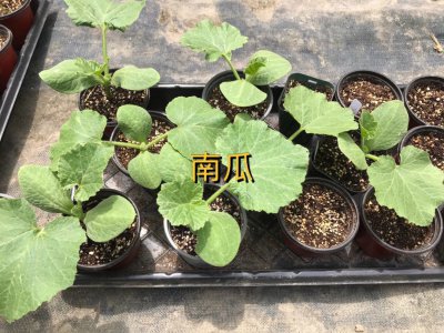 南瓜徒长不结果是因为什么 南瓜长得好结果不好是为什么？