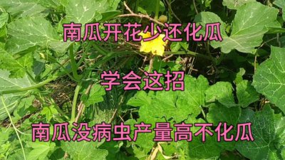 南瓜化瓜的原因 南瓜变瓜的原因