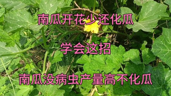 南瓜化瓜的原因