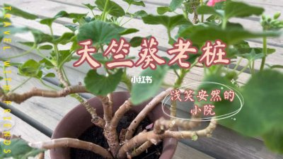 家养盆栽天竺葵的养殖方法和注意事项有哪些