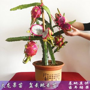 火龙果盆栽几年能结果 火龙果盆栽多久能结果？