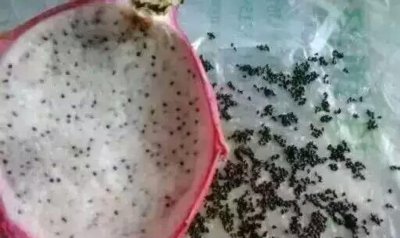 婴儿吃火龙果要去籽吗 宝宝吃火龙果需要去除种子吗？