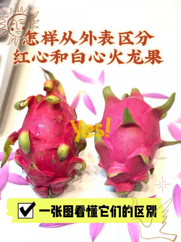 红心火龙果是凉性还是热性