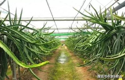 火龙果苗冬天怎么过冬 火龙果苗如何越冬？