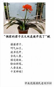 为什么君子兰不能随便送人 为何君子兰不能随意送人