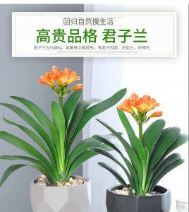 君子兰怎么看年龄 君子兰如何判断年龄