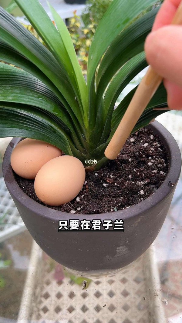 为什么家庭养不出花脸君子兰