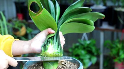 怎样让君子兰爆侧芽 怎样促使君子兰产生侧芽