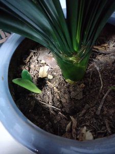君子兰的侧芽如何移栽 移栽君子兰的侧芽

移植君子兰的侧芽