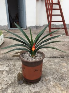 君子兰深盆好还是浅盆好 君子兰种植深盆与浅盆的选择