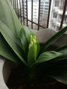君子兰什么时候出花苞 君子兰何时开花？