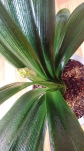 君子兰长花苞时怎么管理 君子兰花苞期养护技巧