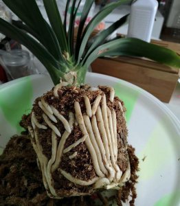 君子兰花卉养护技巧 君子兰的护理技巧