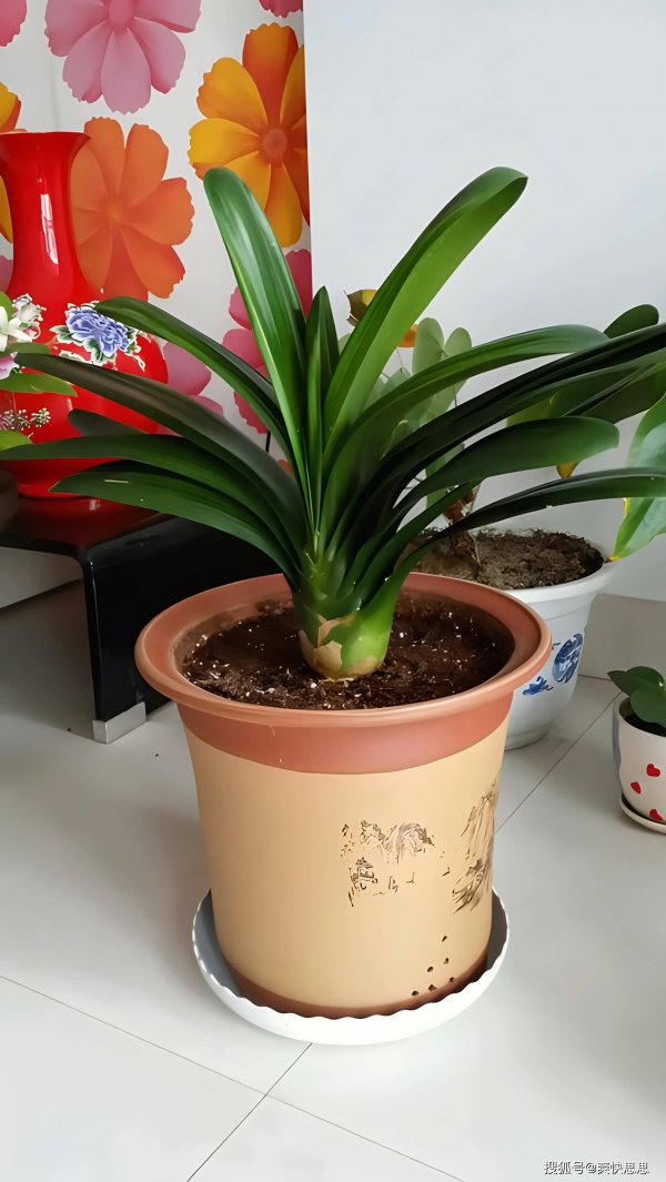 君子兰用高盆还是矮盆