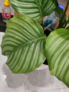 青苹果竹芋黄叶掉落怎么办 青苹果竹芋黄叶掉落应对措施
