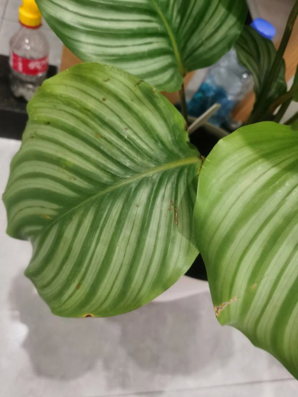 青苹果竹芋黄叶掉落怎么办
