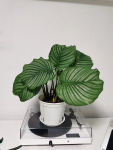 家养盆栽青苹果竹芋的养殖方法和注意事项有哪些
