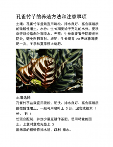 家养盆栽飞羽竹芋的养殖方法和注意事项有哪些