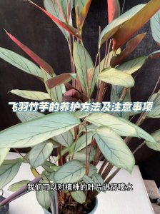 家养盆栽箭羽竹芋的养殖方法和注意事项是什么