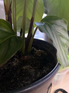 青苹果竹芋叶子焦边要怎么办 青苹果竹芋叶子焦边处理方法
