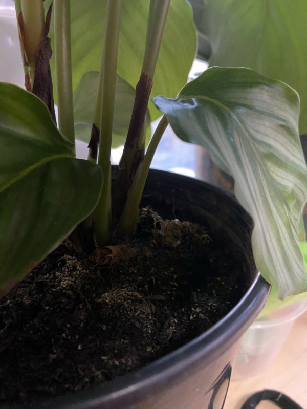 青苹果竹芋叶子焦边要怎么办