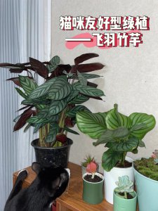 盆栽新飞羽竹芋怎么养 盆栽新飞羽竹芋养护技巧