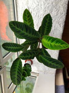 盆栽紫背竹芋怎么养 盆栽紫背竹芋养护指南