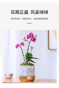 家养盆栽蝴蝶兰的养殖方法和注意事项是什么
