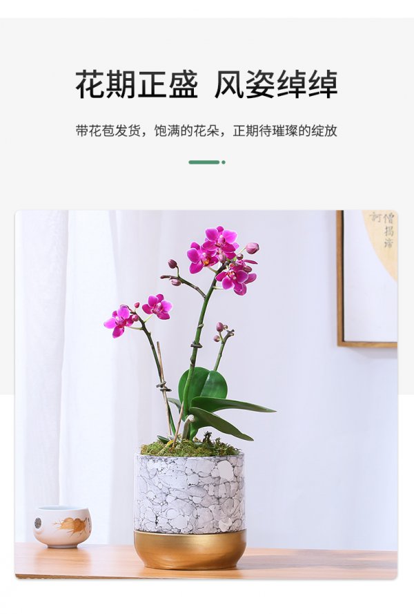 家养盆栽蝴蝶兰的养殖方法和注意事项是什么