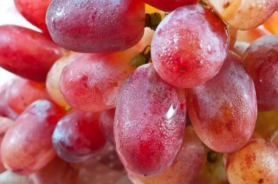 葡萄的外形颜色味道 葡萄的外貌、色彩和口味