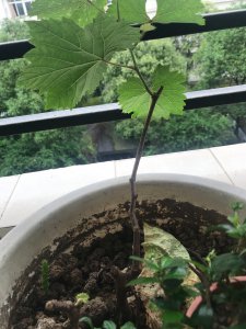 葡萄发芽没有花序怎么办 葡萄长出新芽但没有花序怎么处理？