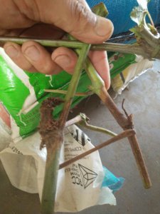 葡萄刚结果枯死掉落怎么回事 葡萄果实突然干枯掉落有什么原因？