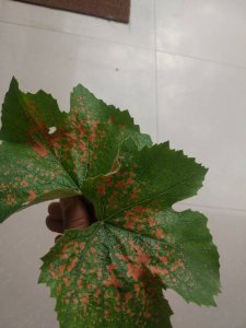 葡萄叶子变红怎么回事 葡萄叶子为什么会变红？