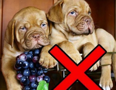狗为什么不能吃葡萄 为何狗不能食用葡萄？