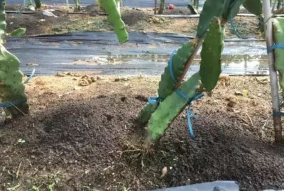 火龙果根系四大问题及解决方法介绍