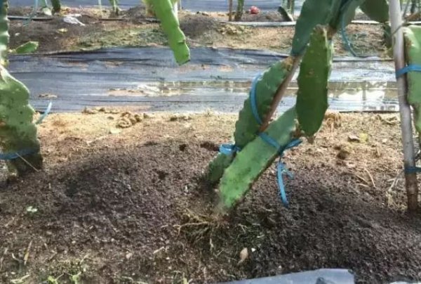 火龙果根系四大问题及解决方法介绍