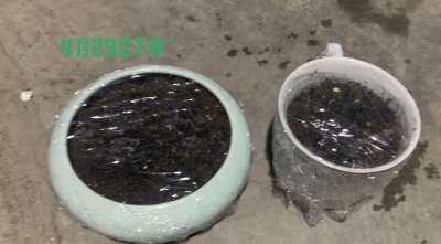 火龙果黑色的子能种吗 火龙果果实黑色的种子可以播种吗？