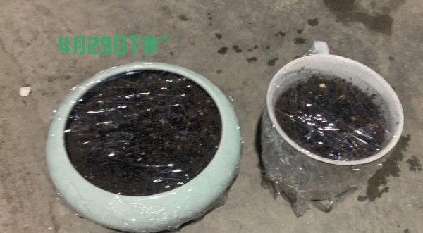 火龙果黑色的子能种吗