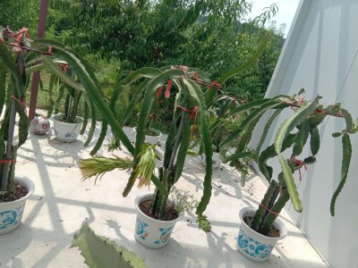 火龙果可以盆栽养殖吗 火龙果可否在盆子里种植？