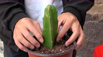 火龙果怎么繁殖 火龙果如何繁殖、火龙果的繁殖方法