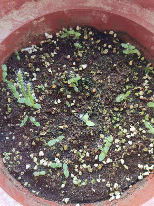 火龙果的三大育苗技术