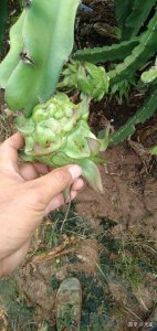 火龙果花皮果原因是什么 火龙果为什么有花皮果？