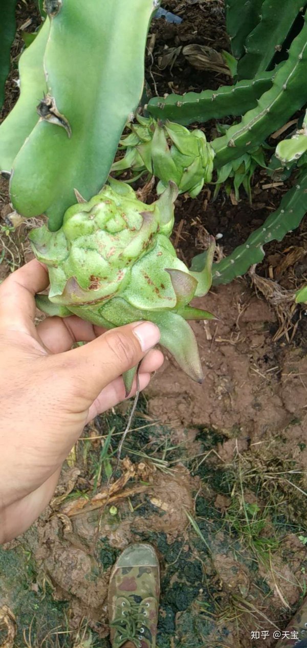 火龙果花皮果原因是什么