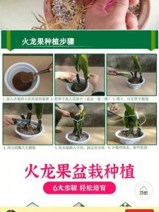 火龙果为什么要搭架 火龙果为何需要支架？