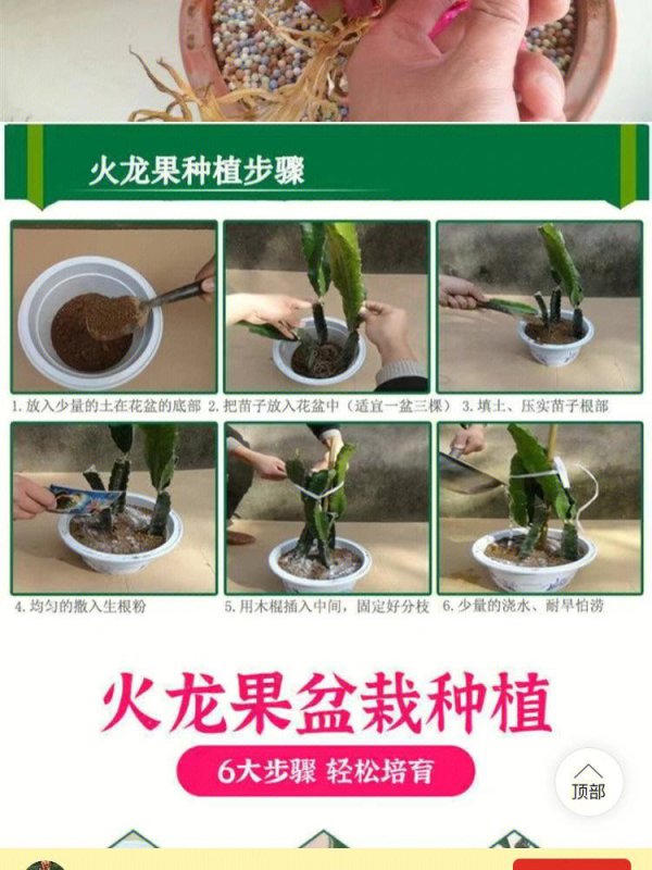 火龙果为什么要搭架