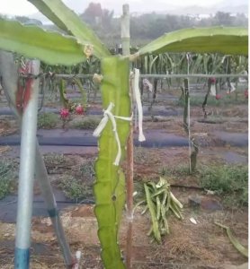 火龙果根系四大问题解决方法 解决火龙果根系问题的四种方法