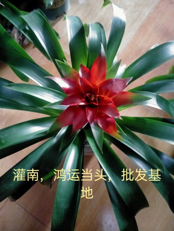 家养盆栽鸿运当头的养殖方法和注意事项是什么