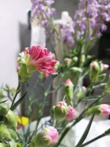 盆栽康乃馨只长叶子不开花怎么办 盆栽康乃馨长叶不开花怎么处理？
