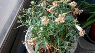 盆栽康乃馨花苞枯萎是什么原因 什么导致盆栽康乃馨的花蕾枯萎？